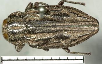 Media type: image;   Entomology 2700 Aspect: habitus dorsal view